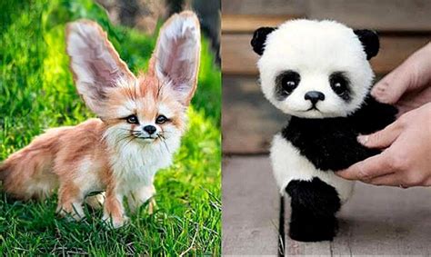 10 Cutest Animals