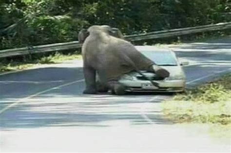 Horny Elephant Goes On Rampage And Flattens Car Daily Star