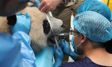 Open Wide Chinese Breeding Centre Gives First Ever Dental Checks For