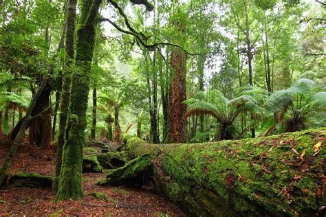 10 Famous Ancient Forests Around The World Afar