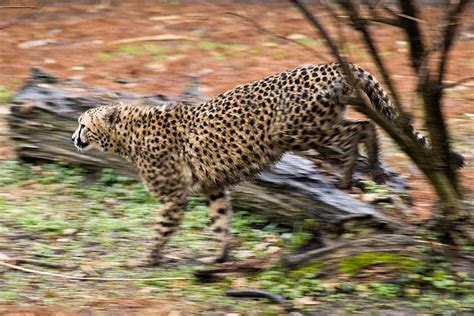 Cheetah on the Move | Cheetah, Big cats, Photo