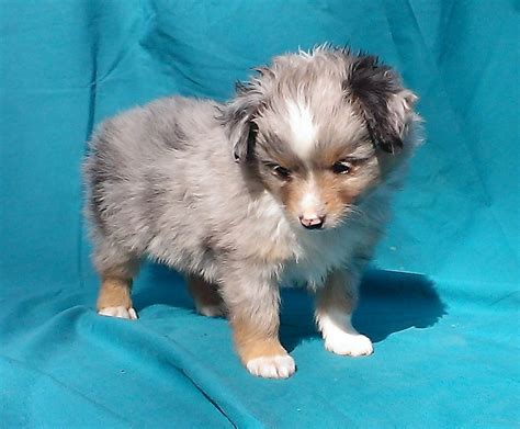 Australian shepherds or aussies are lean, medium, bobtailed dogs and a cowboy favorite for guarding and herding at ranches, rodeos, and horse shows. Toy Australian Shepherd Poodle Dog Puppy Breeder Miniature ...