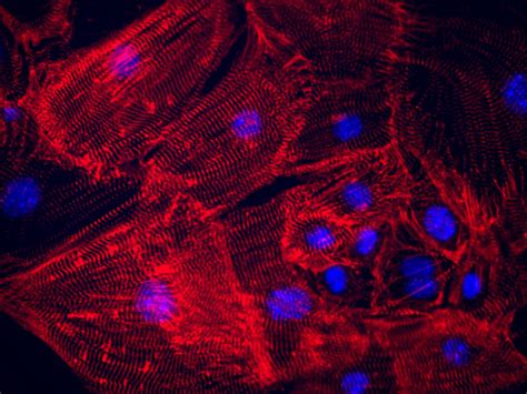 Una Mezcla Molecular Transforma Células Epiteliales En Cardiacas