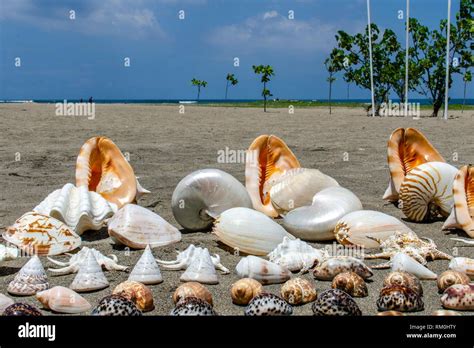Indonesia Beach Shells Hi Res Stock Photography And Images Alamy