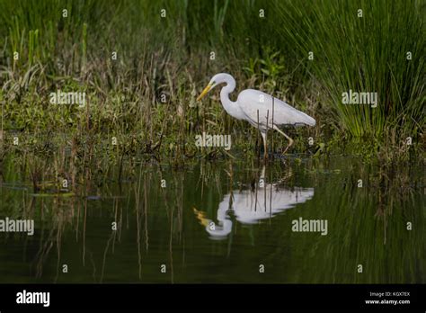Natural Great White Egret Egretta Alba Wading Through Water At Bank
