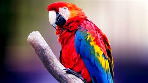 Macaw Parrot Wallpapers Top Free Macaw Parrot Backgrounds