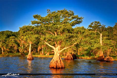 Blue Cypress Lake Indian River County Florida Royal Stock Photo