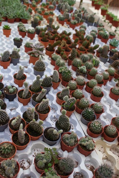 It has a good collection of plants and foliage which. Cameron Highlands: What to See & What to Skip - Wanderluluu