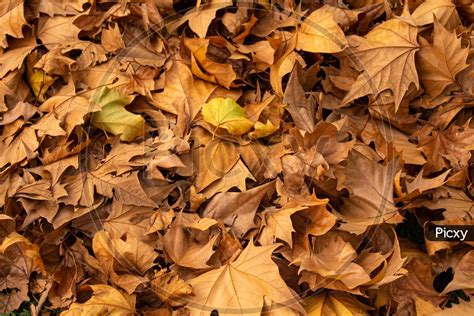 Image Of Dry Tree Leaves In The Autumn Accumulation Of Fallen Leaves