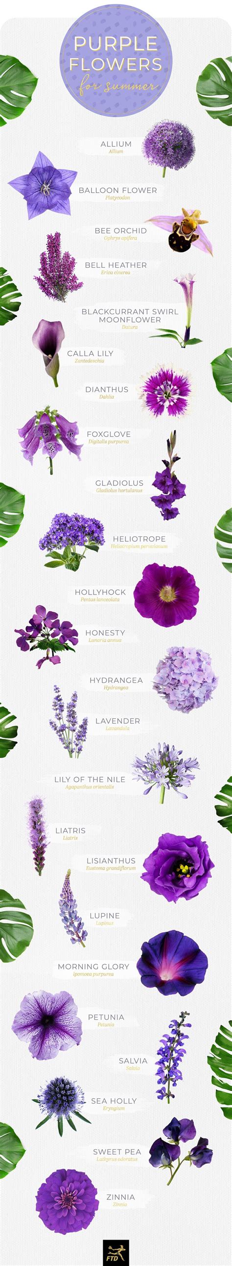 Types Of Purple Flowers With Names - Sschool Age Activities for Daycare