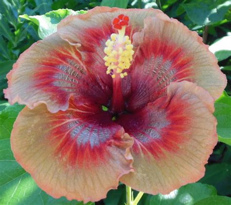 Hybrid Tropical Hibiscus Flower Seeds China Rose Hibiscus