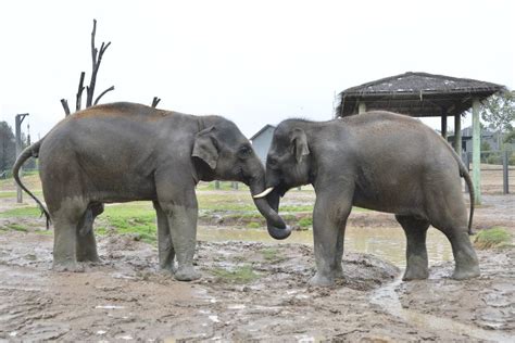 Rain Brings Out The Elephants Fun Side Photos Videos Illawarra