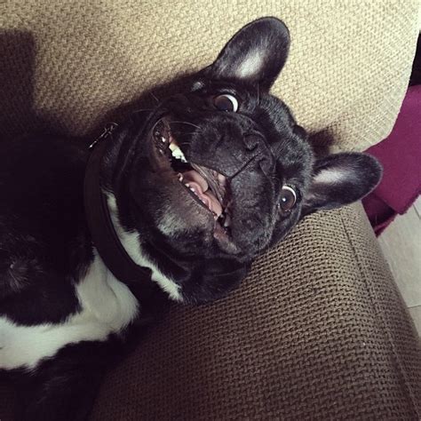 13 Hilarious Dog Jokes Only Pup Parents Will Get Barkpost