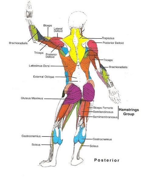 Back Muscle Diagrams 101 Diagrams