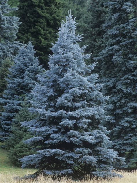 50 X Blue Spruce Picea Pungens Glauca Tree Seeds Colorado Evergreen