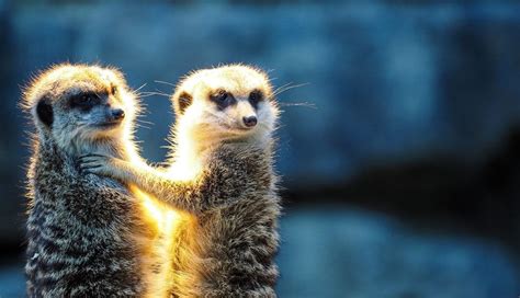 Report this album or account. Comportamento animale: cos'è e come si studia? - BioPills