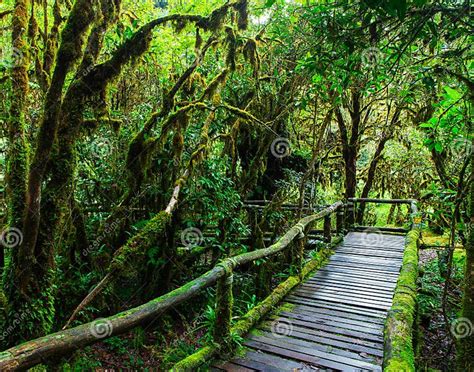 Beautiful Rain Forest At Ang Ka Nature Trail Stock Photo Image Of