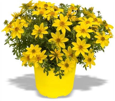 If grown as a perennial it will develop into quite a large herbaceous plant, but it's usually bought as one ingredient of a hanging basket scheme, and. Bidens ferulifolia Bidy Gonzales Trailing | Basket ...
