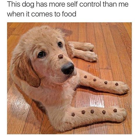 60 Funny Dog Memes That Will Keep You Laughing Memes