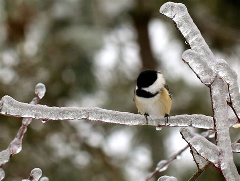 How Do Birds Survive The Winter Leslie Abram Photography