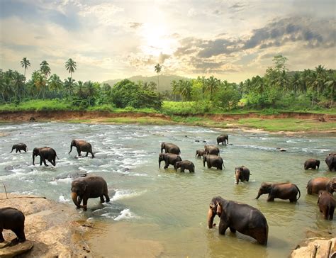 Sri Lankas Wildlife Travellocal