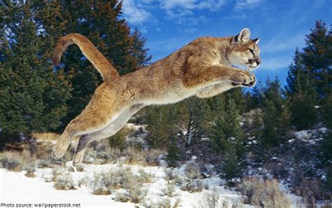 Interesting Facts About Pumas Just Fun Facts