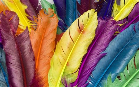 Rainbow Feather Colorful Nature