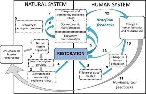 Feedbacks Between Human And Natural Systems With Restoration As A