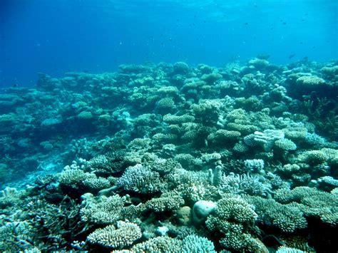 Coral Reef Maldives Undersea World Outdoor Maldives