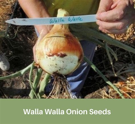 Heirloom Onions Walla Walla Seeds Non Gmo Usa