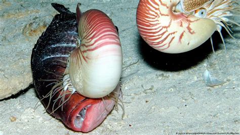 Freaky Sea Creatures Discovered Dw 01222016