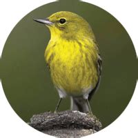 Flying Start Combo - Wild Birds Unlimited | Wild Birds Unlimited