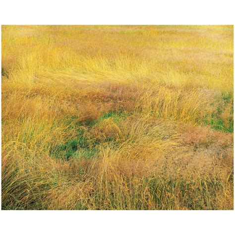 Christopher Burkett Blooming Grasses Photography West