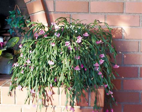 Named because of the time of year it flowers, it's a popular plant for indoor gardeners. WSHG.NET | Luscious Plants for Indoor Gardening | The ...