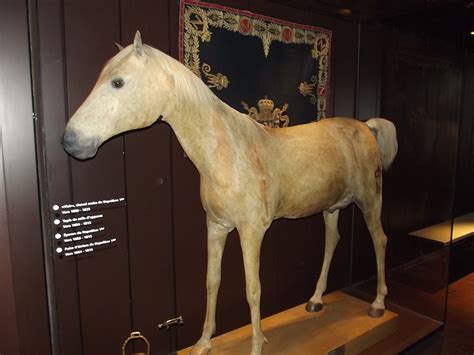 Napoleons Horse The Legendary Marengo Malevus
