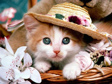Really Cute Animal Wallpapers Top Free Really Cute Animal Backgrounds