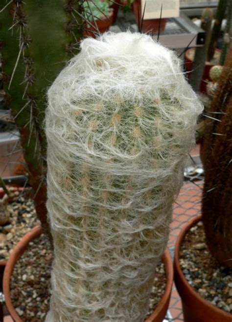 Old man cactus obviously got its common name from its striking appearance. Espostoa Lanata 'Peruvian Old Man Cactus' | Succulents Network