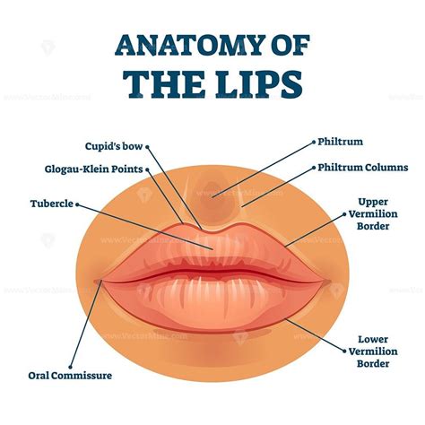 Anatomy Of Lips With Detailed Labeled Parts Description Vector