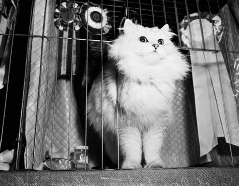 Vintage Photos Capture The Cat Show In Los Angeles In 1952 Vintage