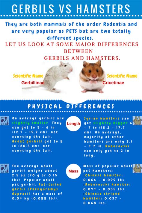 The Major Differences Between Gerbils And Hamsters Infographic