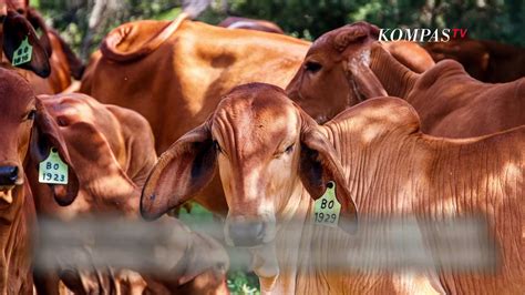 Warga Di Kudus Selama Ini Tidak Berkurban Sapi Saat Iduladha Kenapa