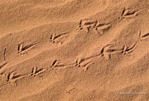 Lizard Tracks In Sand Southern New Mexico Randall K Roberts
