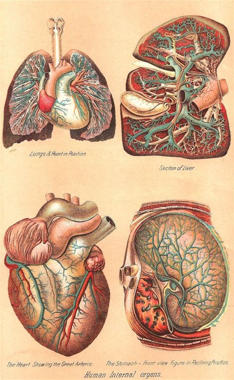 Framed Print Vintage Human Internal Organs Picture Medical Heart
