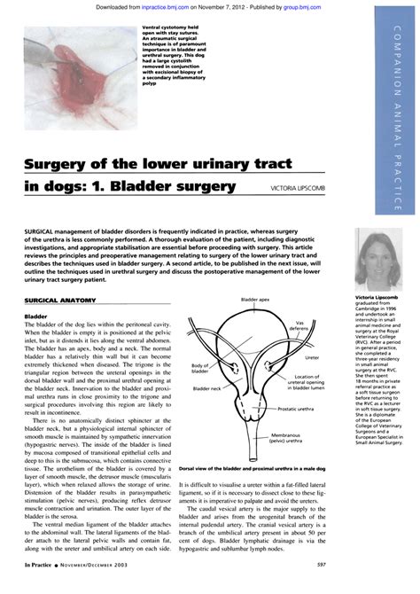 Pdf Surgery Of The Lower Urinary Tract In Dogs 1 Bladder Surgery