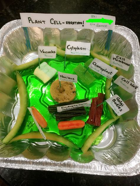 Edible Plant Cell Model Project