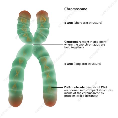 Chromosome Structure Illustration Stock Image C Science