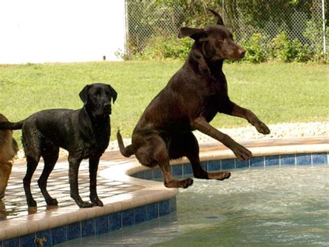 Quality pet care from a network of compassionate veterinary professionals. Tour Pet Care Center's beautiful resort that features a ...