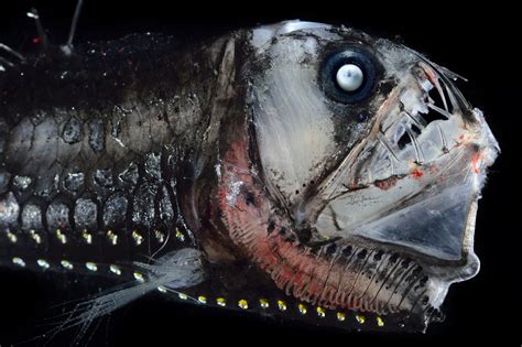 See The Weird And Fascinating Deep Sea Creatures That Live In Constant