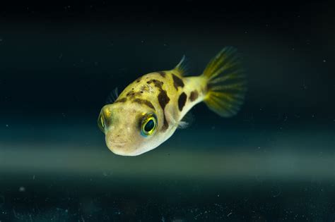 Aquarium World Puffer Fish Dwarf Puffer Carinotetraodon