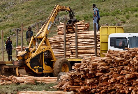 Timber Logging World Crops Database